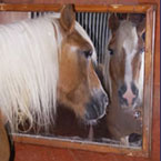 Horse Mirror