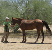 Horse with Trainer